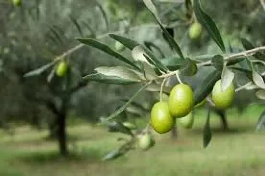 زراعة الزيتون