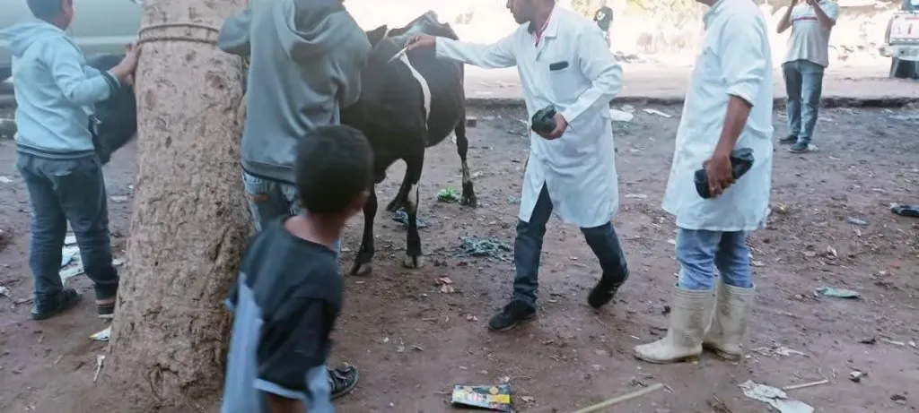 جانب من الحملة 