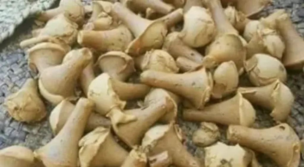  الجلاب الذهبي في المنيا 