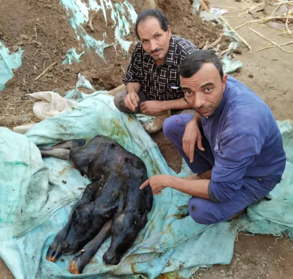 بني سويف 