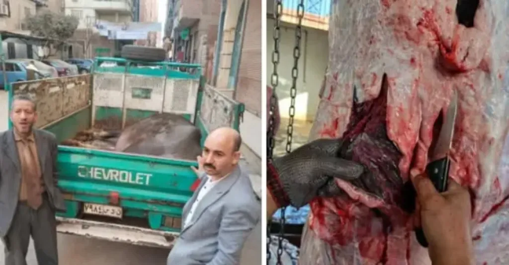  مواجهة الذبح خارج المجازر 