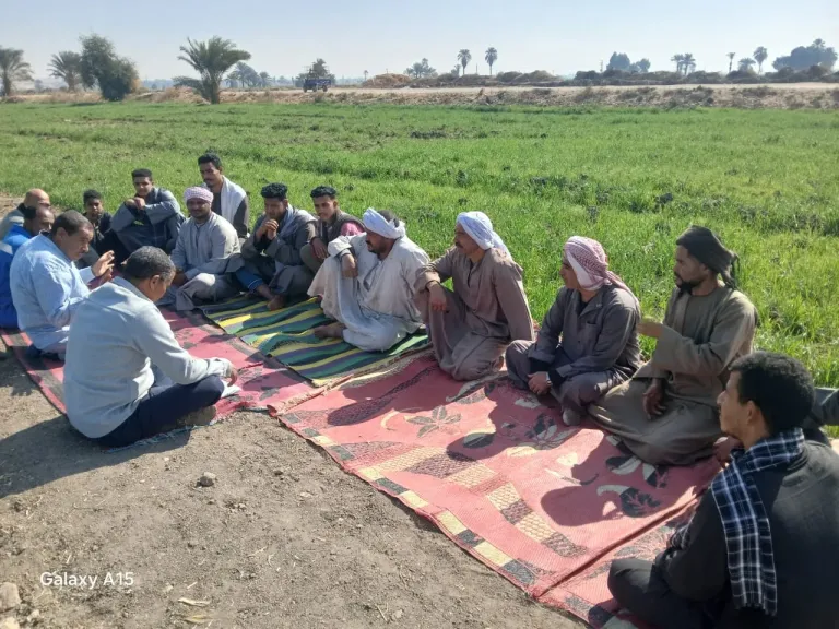 مدارس حقلية لمزارعي القمح بقنا