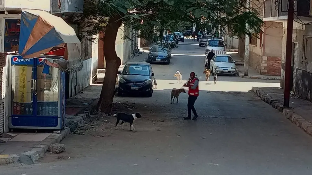 بيطري قنا يحصن 86 كلباً ضالاً ضمن حملة مكبرة