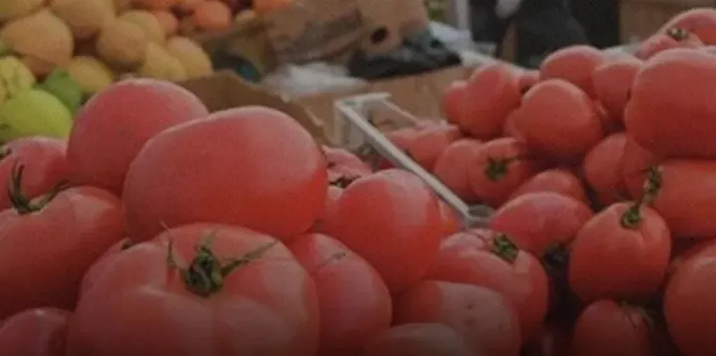 قفزة فى اسعار الطماطم 