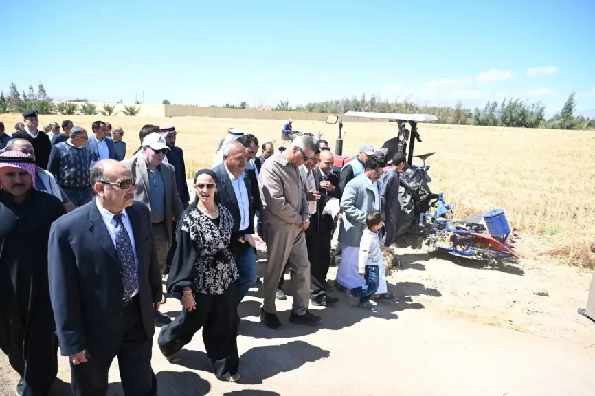 موسم حصاد القمح بطور سيناء 