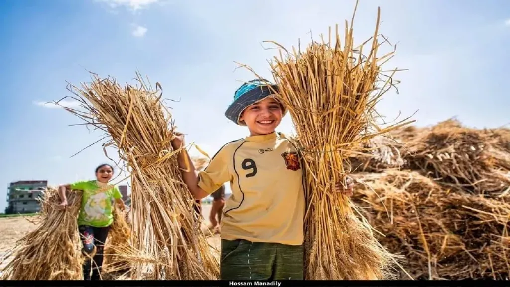 موسم القمح فى مصر