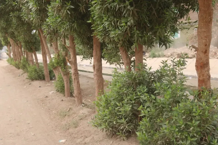 حصر وتكويد 4400 شجرة ضمن المبادرة الرئاسية 100 مليون شجرة