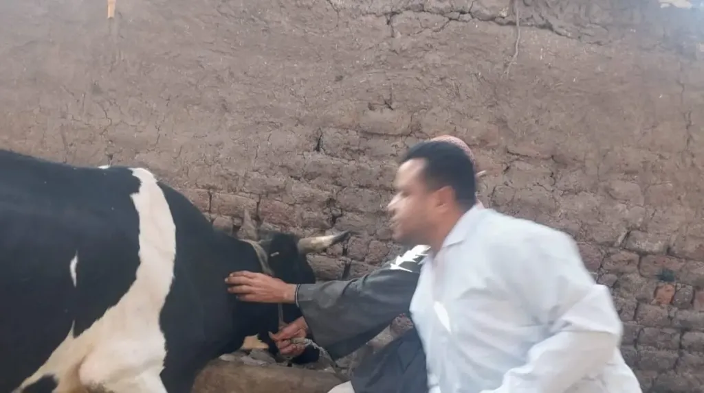 تحصين الحيوانات ضد أمراض الجلد العقدي وجدري الأغنام