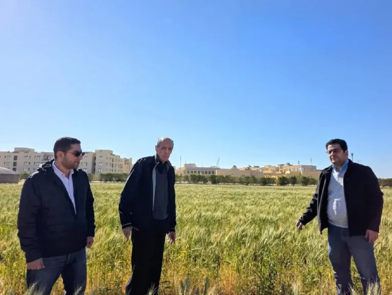 نجاح موسم زراعة القمح تحت ظروف صحراوية قاسية 