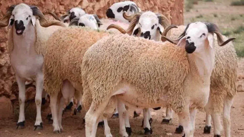 الأضاحي 
