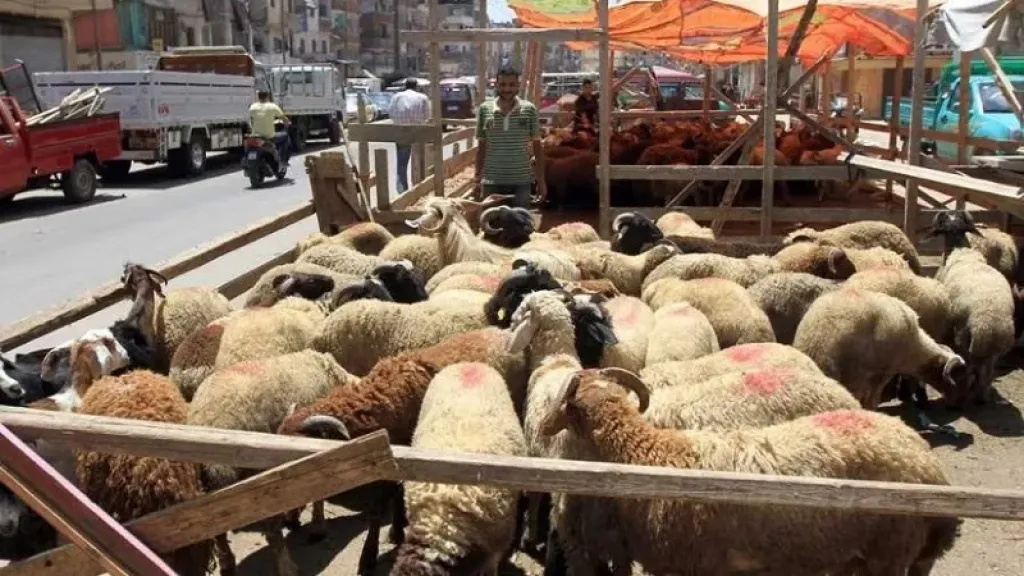 رقابة مشددة على الاضحية في مصر