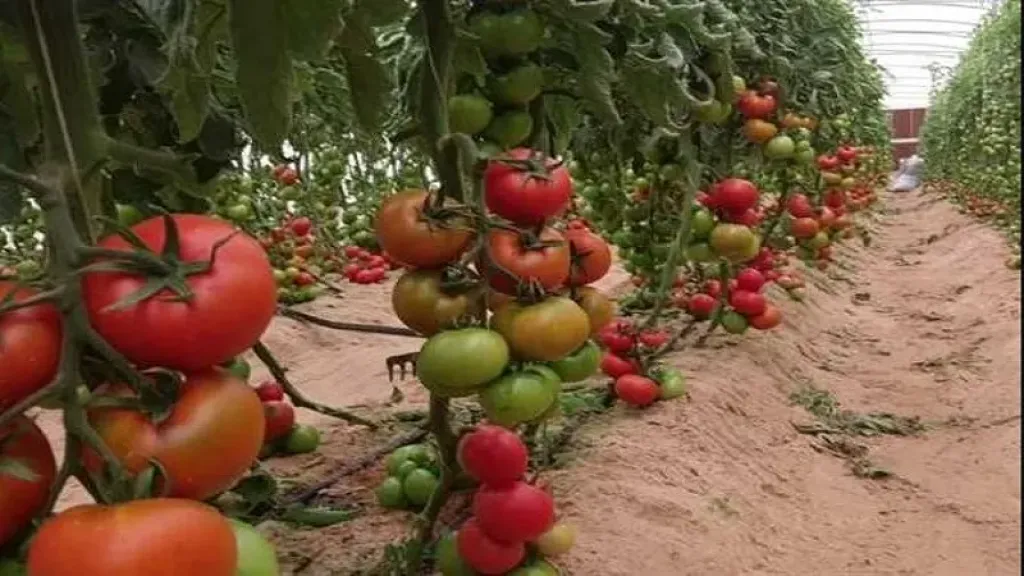 الطماطم والتغيرات المناخية