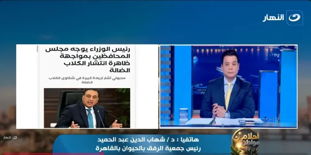 الرفق بالحيوان: الفاتورة الحقيقية لأزمة الكلاب الضالة تجاوزت 3 مليارات جنيه