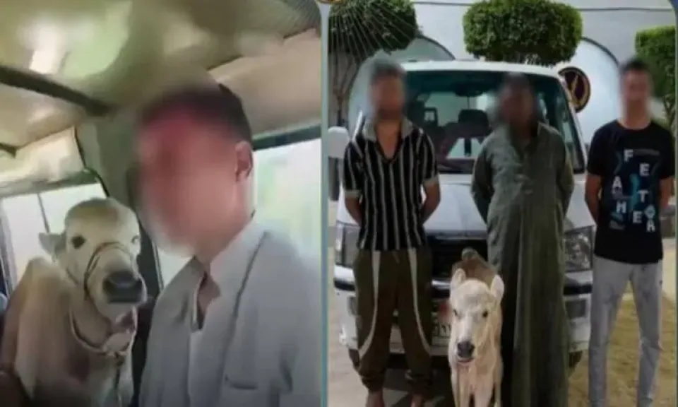 بعد ضجة ”العجل في الأجرة”.. الأمن ينهي مغامرة سائق البحيرة: ”كنا بنهزر”