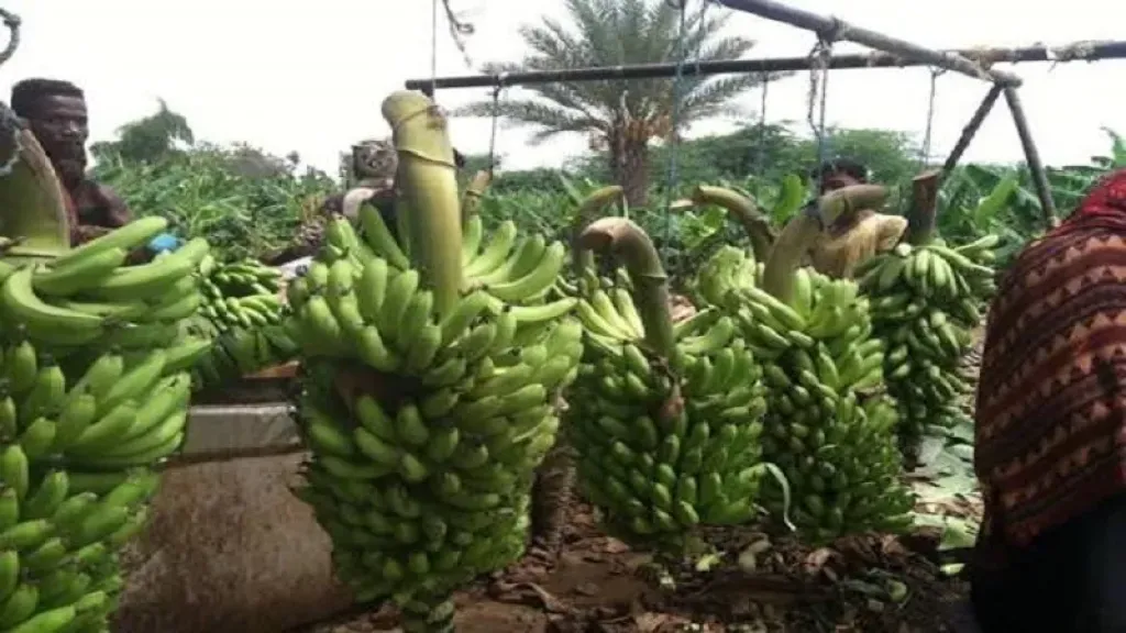 متحدث الزراعة يفجر مفاجأة.. ويكشف حقيقة زيادة وزن الموز 80% بعد الحصاد|فيديو