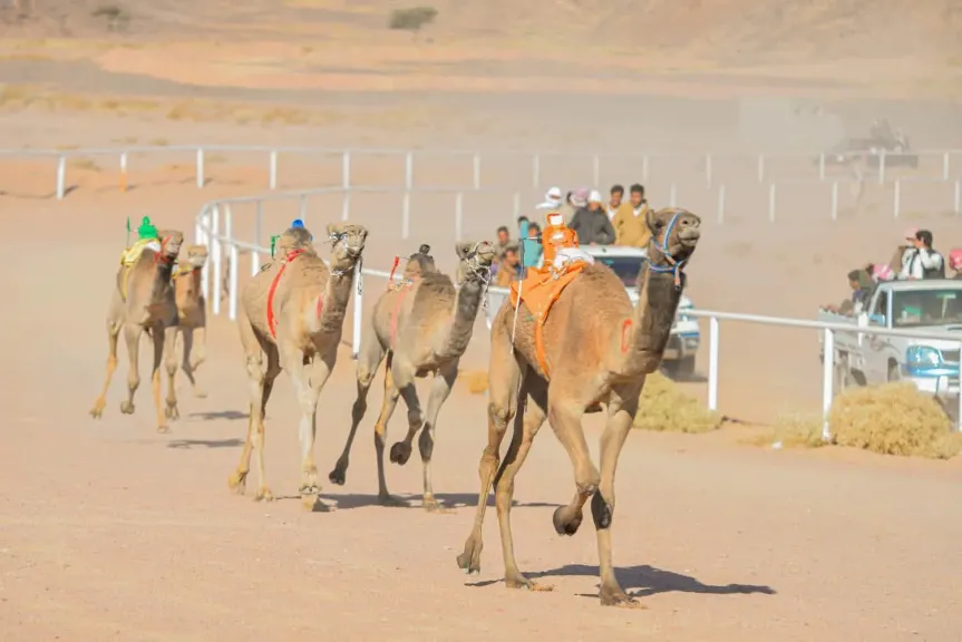 دعماً من الإتحاد المصري للهجن ونادي الهجن بنويبع ومديرية الشباب والرياضة