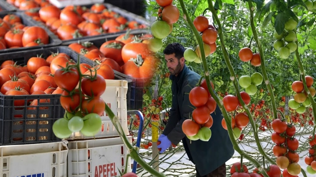 بـ 20 جنية خسارة.. حسين أبو صدام: الطماطم هترفع الأيام الجاية| فيديو