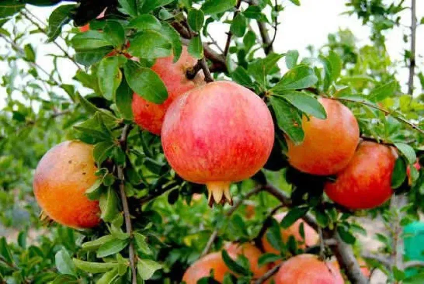 الرمان والقلب .. مركب واعد يحسّن وظائف القلب بنسبة 80% في تجارب مبكرة