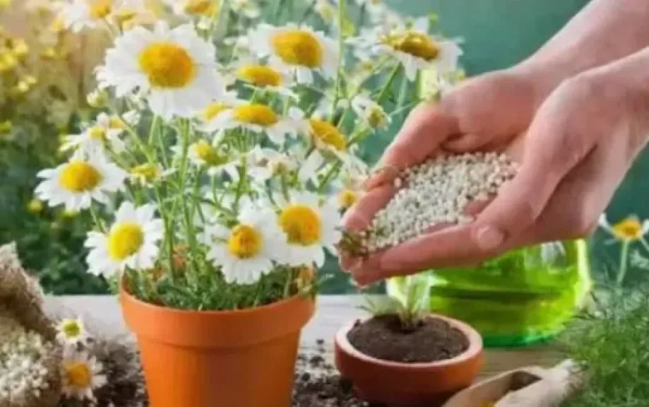 البابونج مش مجرد مشروب.. ازرعه واعرف أسرار تحقيق عائد من المحصول