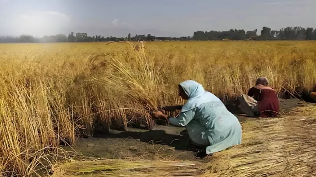 مليوني فلاح مستفيد.. حسين أبو صدام: غرامة الأرز كانت 3 آلاف وتبديد المياه 10 آلاف|فيديو