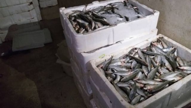 الزراعة: مصر الثامنة عالميًا في الاستزراع السمكي (فيديو)