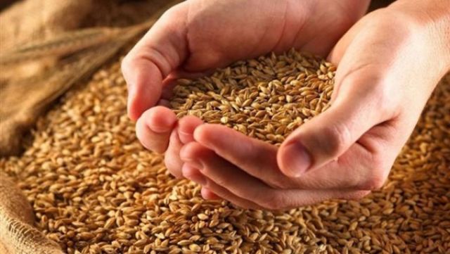 تقرير: ارتفاع أسعار القمح والذرة الصفراء في السوق العالمي