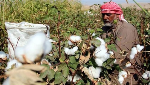 القطن الذهب الأبيض