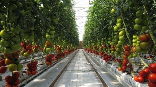 مزرعة للنباتات العطرية في سلسلة متاجر عالمية برومانيا لبيعها طازجة للزبائن