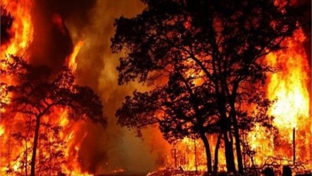 إعلان حالة الطواريء بولاية نيو ساوث ويلز الاسترالية جراء حرائق الغابات