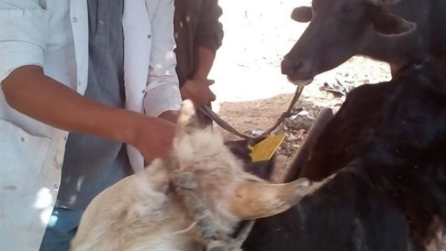 الزراعة: تحصين أكثر من مليون رأس ماشية ضد الحمي القلاعية