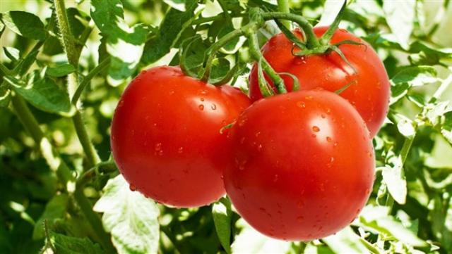 ”الوزراء”: لا صحة لزيادة أسعار الطماطم في الفترة المقبلة