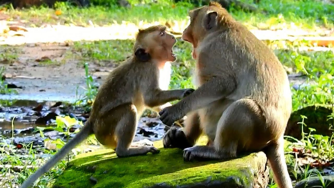 مَن هم الأشخاص المعرضون لخطر الإصابة بجدري القرود؟