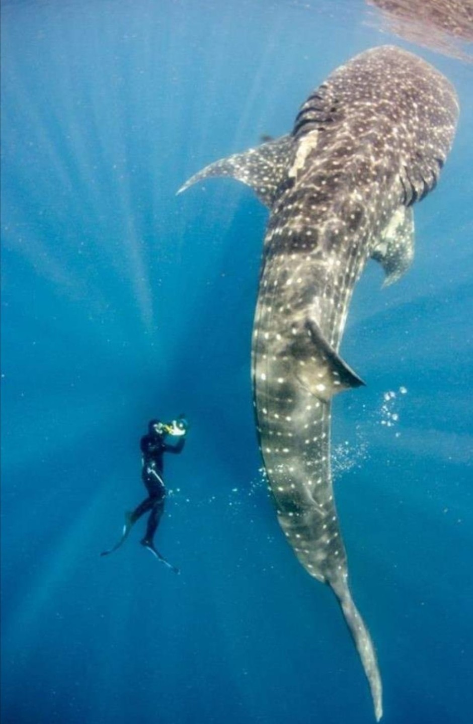 ظهور القرش الحوتي «بهلول» بالغردقة