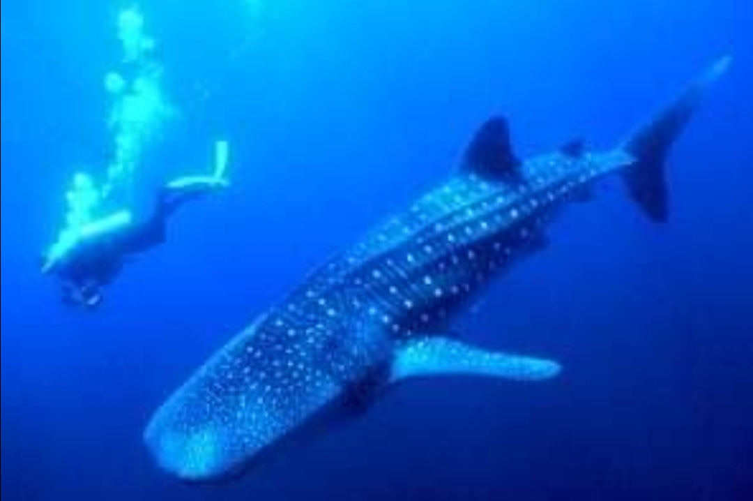 ظهور القرش الحوتي «بهلول» بالغردقة