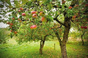أشجار التفاح