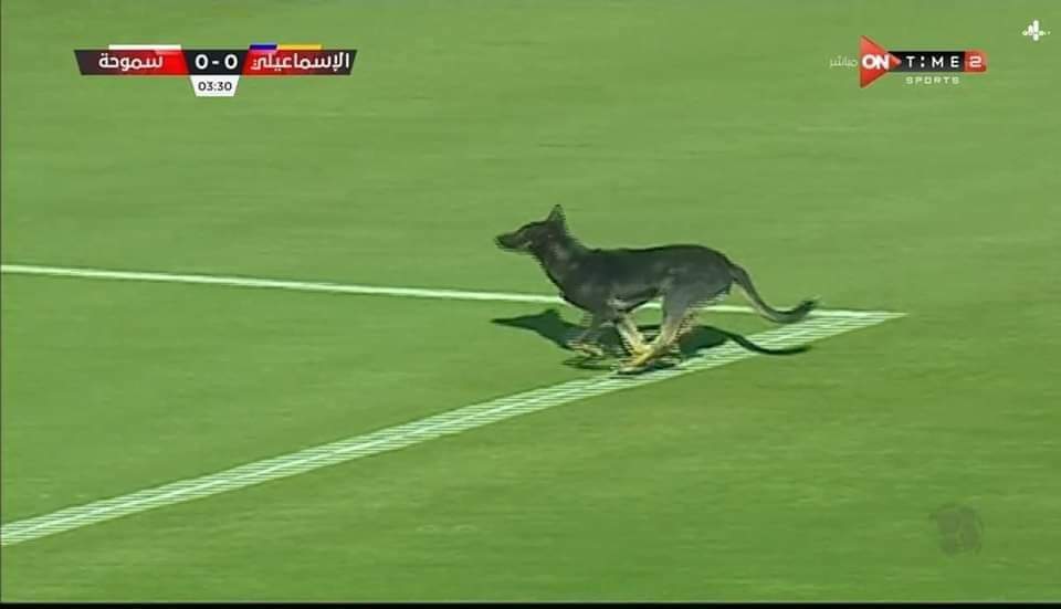 كلب في الدوري المصري 